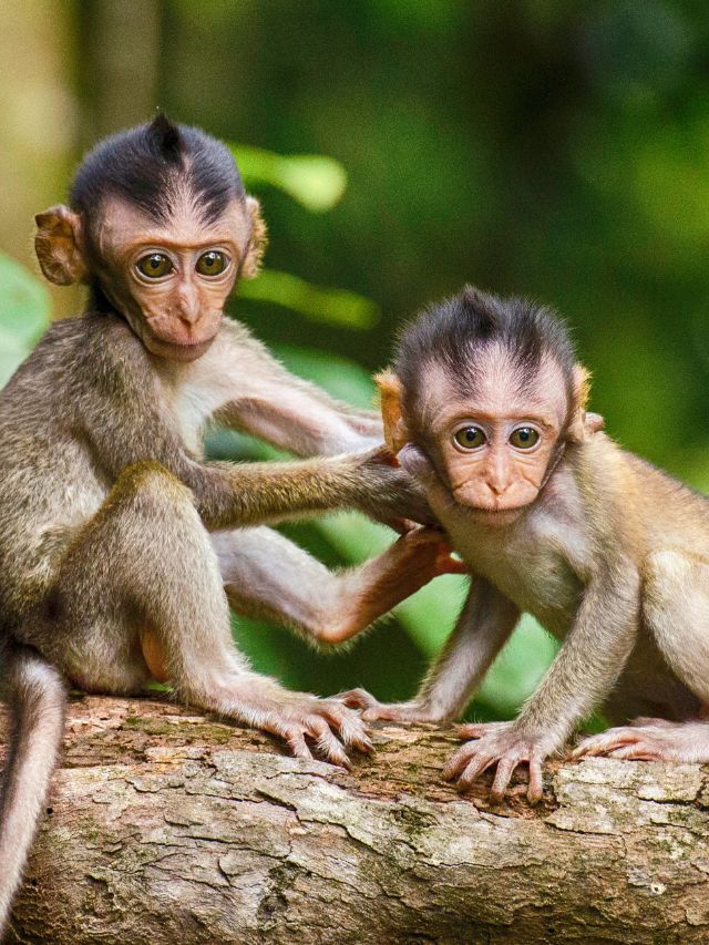 Top 10 Best Monkey Day Quotes 2024